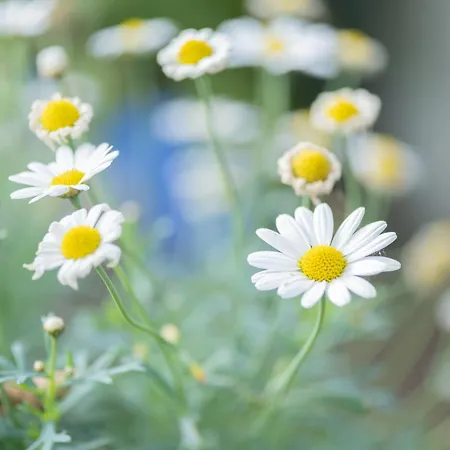 An Der Eichenallee, 35200 * Hesel