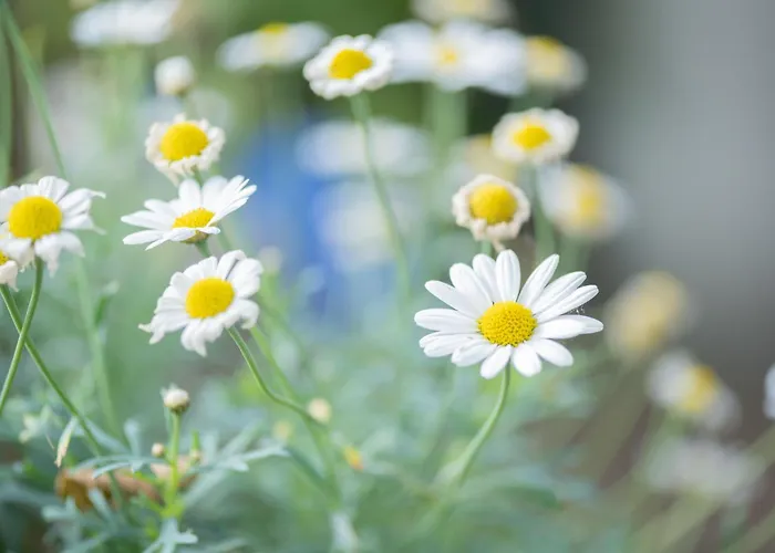 An Der Eichenallee, 35200 * Hesel
